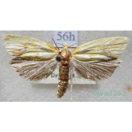 Agapeta hamana (Linnaeus, 1758) Czech56h